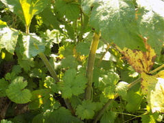 Heracleum dissectum