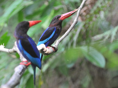 Halcyon cyanoventris