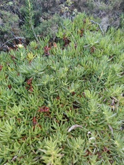 Carpobrotus edulis