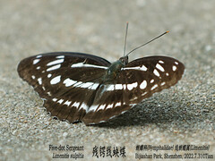 Limenitis sulpitia