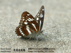 Limenitis sulpitia