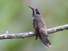 Colibri delphinae