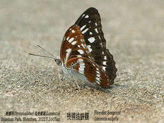 Limenitis sulpitia