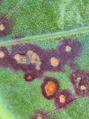 Ramularia rubella