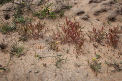 Drosera cistiflora