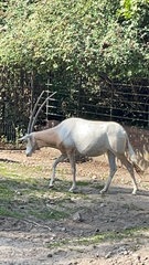 Oryx