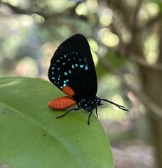 Eumaeus atala