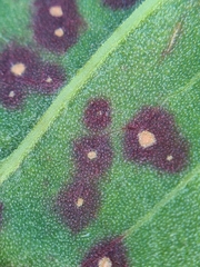 Ramularia rubella
