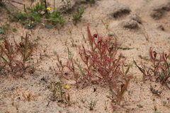 Drosera cistiflora