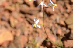 Cyanella hyacinthoides