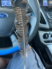 Meleagris gallopavo osceola