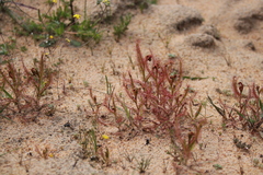 Drosera cistiflora