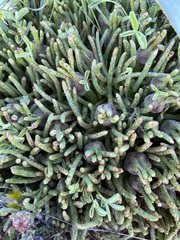 Mesembryanthemoideae