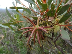 Eucalyptus conferruminata