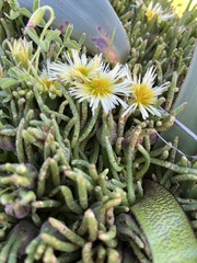 Mesembryanthemoideae