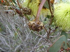 Eucalyptus conferruminata