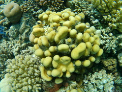 Goniastrea stelligera