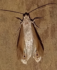 Opisthoxia