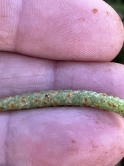 Mesembryanthemoideae