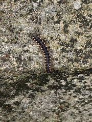 Asiomorpha coarctata