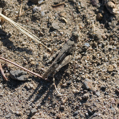 Trimerotropis occidentiloides