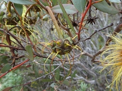 Eucalyptus conferruminata