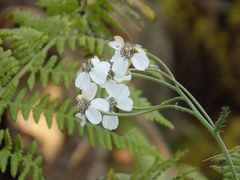 Achillea impatiens