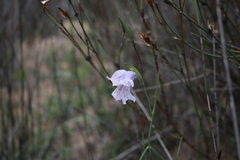 Gladiolus gracilis