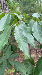Castanea