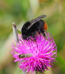 Bombus lapidarius