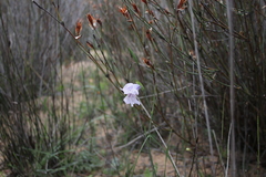 Gladiolus gracilis