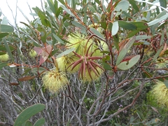 Eucalyptus conferruminata