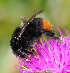 Bombus lapidarius