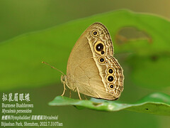 Mycalesis perseoides