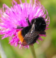 Bombus lapidarius