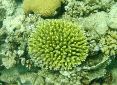 Acropora