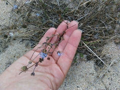 Jasione