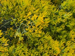 Chrysothamnus viscidiflorus