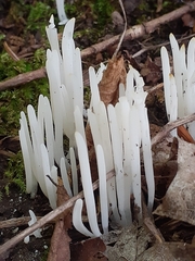 Clavaria fragilis