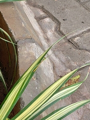 Ceriagrion coromandelianum