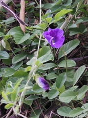 Clitoria ternatea