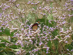 Danaus chrysippus