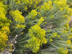 Chrysothamnus viscidiflorus