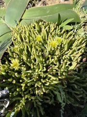 Mesembryanthemoideae