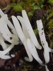 Clavaria fragilis