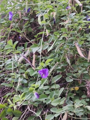 Clitoria ternatea
