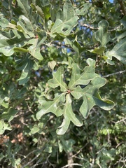 Quercus margaretiae