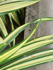 Ceriagrion coromandelianum