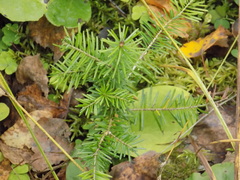 Abies sibirica