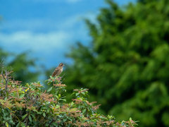 Emberiza cioides
